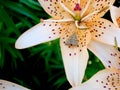 Lily with a butterfly on a flower. Royalty Free Stock Photo